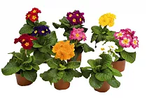 Примула обконика Микс - Primula D9 H15