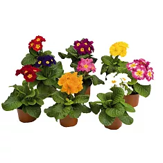 Примула обконика Микс - Primula D9 H15