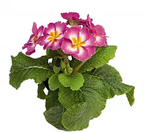 Примула обконика розовая - Primula D9 H25