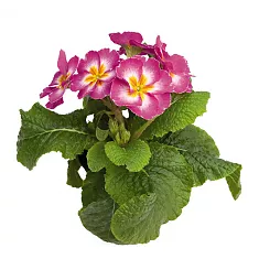 Примула обконика розовая - Primula D9 H25