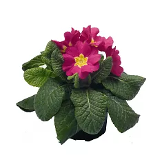 Примула обконика пурпурная - Primula D9 H25