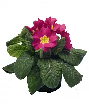 Примула обконика пурпурная - Primula D9 H25