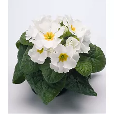 Примула обконика белая - Primula  D9 H15