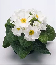 Примула обконика белая - Primula  D9 H15