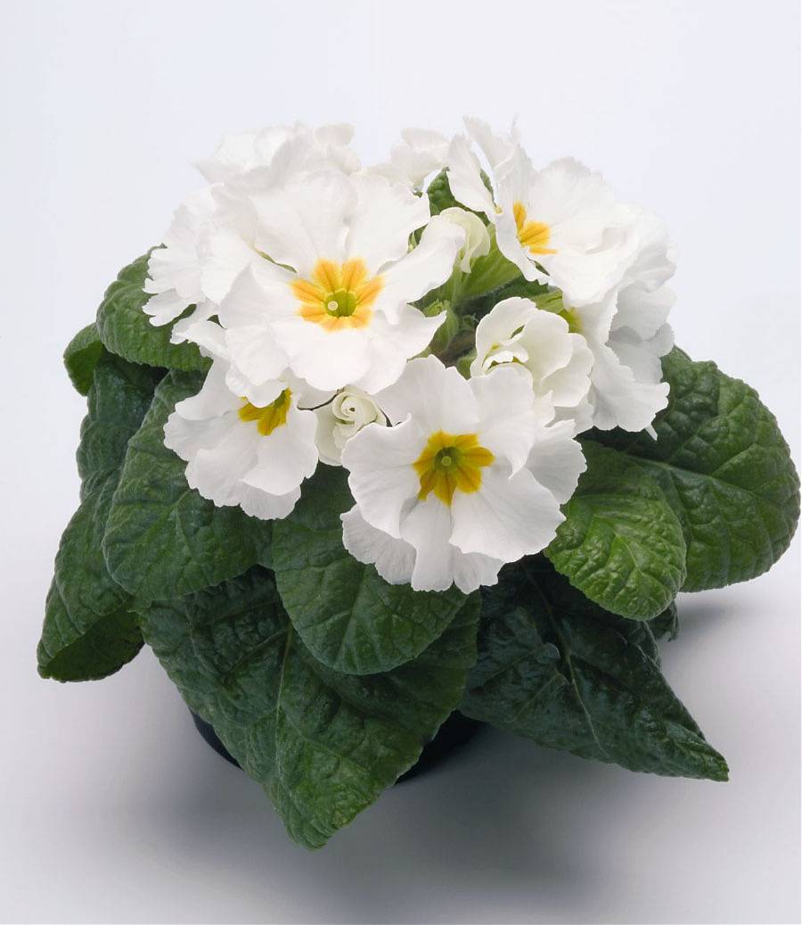 Примула обконика белая - Primula  D9 H15