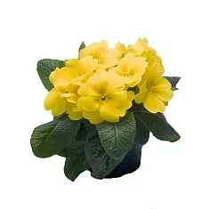 Примула обконика желтая - Primula D9 H15