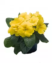 Примула обконика желтая - Primula D9 H15