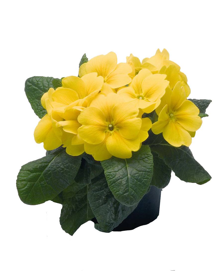 Примула обконика желтая - Primula D9 H15