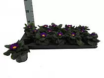 Примула обконика - Primula D9 H14