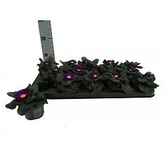 Примула обконика - Primula D9 H14