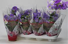 Примула обконика фиолетовая - Primula D12 H27