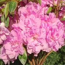 Азалия Японская - Rhododendron (AJ) Elsie Lee D17 H30