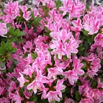 Азалия Японская - Rhododendron (AJ) Kermesina D17 H30