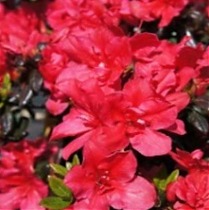 Азалия Японская - Rhododendron (AJ) Maruschka D17 H30