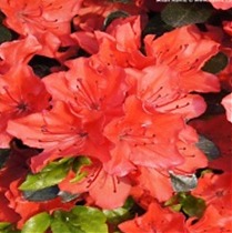Азалия Японская - Rhododendron (AJ) Geisha Purple D17 H30