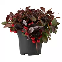 Гаультерия Биг Берри - Gaultheria D12 H15