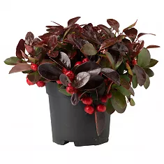 Гаультерия Биг Берри - Gaultheria D12 H15