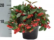 Гаультерия Биг Берри - Gaultheria D10 H20