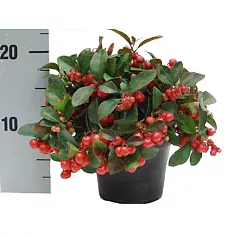Гаультерия Биг Берри - Gaultheria D10 H20