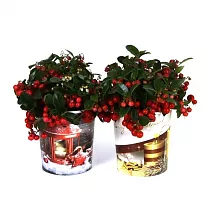 Гаультерия Биг Берри - Gaultheria D12 H22