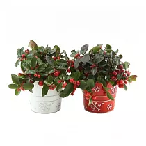 Гаультерия Биг Берри - Gaultheria D11 H18