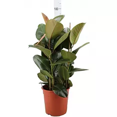 Фикус эластика Робуста - Ficus elastica Robusta 3pp D27 H85