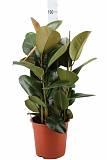 Фикус эластика Робуста - Ficus elastica Robusta 3pp D27 H85
