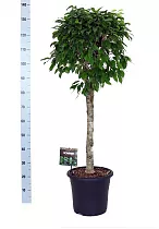 Фикус Бенжамина Колумнар - Ficus benjamina Columnar D35 H130
