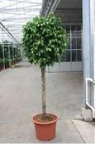 Фикус Бенжамина Колумнар - Ficus Benjamina Сolumnar D55 H250