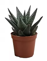 Гастровортия - X Gasterhaworthia D9 H15