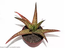 Гастровортия - X Gasterhaworthia D9 H15