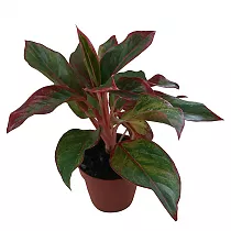 Аглаонема Крит - Aglaonema Crete D12 H30