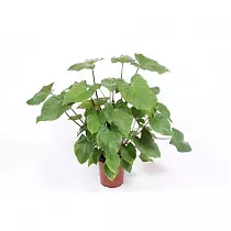 Гомаломена (Хомаломена) Рубесценс Мэгги - Homalomena rubescens Maggy D24 H70