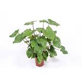 Гомаломена (Хомаломена) Рубесценс Мэгги - Homalomena rubescens Maggy D24 H70