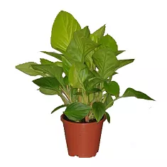 Гомаломена (Хомаломена) - Homalomena rubescens Sunshine D12 H30