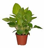 Гомаломена (Хомаломена) - Homalomena rubescens Sunshine D12 H30