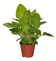 Гомаломена (Хомаломена) - Homalomena rubescens Sunshine D12 H30