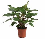 Гомаломена (Хомаломена) Рубесценс Мэгги - Homalomena rubescens Maggy D12 H30