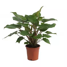 Гомаломена (Хомаломена) Рубесценс Мэгги - Homalomena rubescens Maggy D12 H30