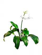Эухарис - Eucharis D12 H35