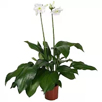 Эухарис - Eucharis D14 H45
