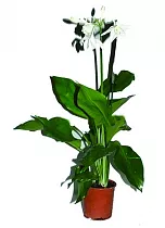 Эухарис - Eucharis D18 H60