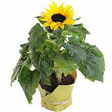 Подсолнечник - Helianthus annuus D14 H40