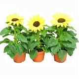 Подсолнечник - Helianthus annuus D12 H30