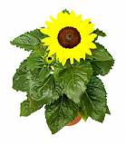 Подсолнечник - Helianthus annuus D12 H20