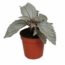 Пилея Серебряное деревце - Pilea Silver Tree D5 H10