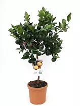 Цитрус Пурша или лиметта - Citrus pursha limetta  D24 H100