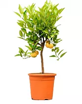 Цитрус Пурша или лиметта - Citrus pursha limetta  D20 H60