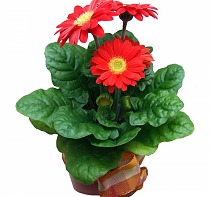 Гербера красная - Gerbera D12 H35