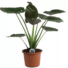 Алоказия Венти - Alocasia Wentii D24 H80